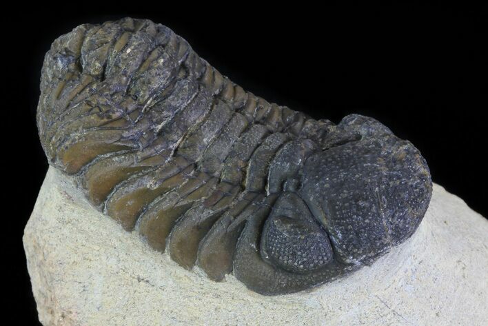 Bargain, Austerops Trilobite - Nice Eye Facets #80658